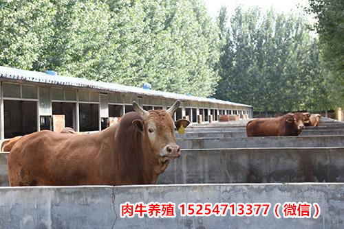 今日新闻：重庆开县长势快鲁西黄牛小牛苗养牛基地