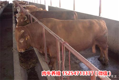 今日新闻：山西朔州100斤西门塔尔牛小牛苗肉牛基地