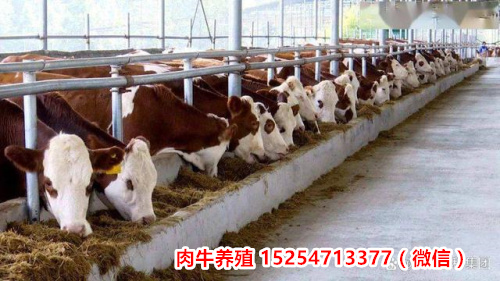 今日新闻：贵州贵阳纯正鲁西牛养殖基地