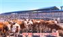 今日新闻：山西朔州100斤西门塔尔牛小牛苗肉牛基地