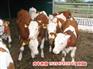 今日新闻：安徽马鞍山长肉多改良黄牛肉牛基地