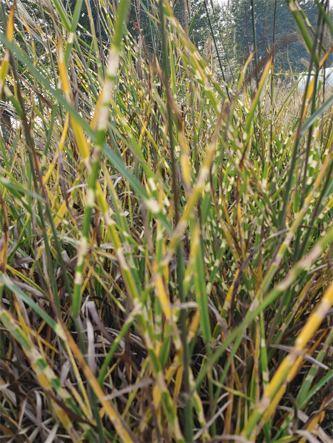 北京斑叶芒地栽苗基地  可上盆用  斑叶芒裸根苗  斑叶芒地苗
