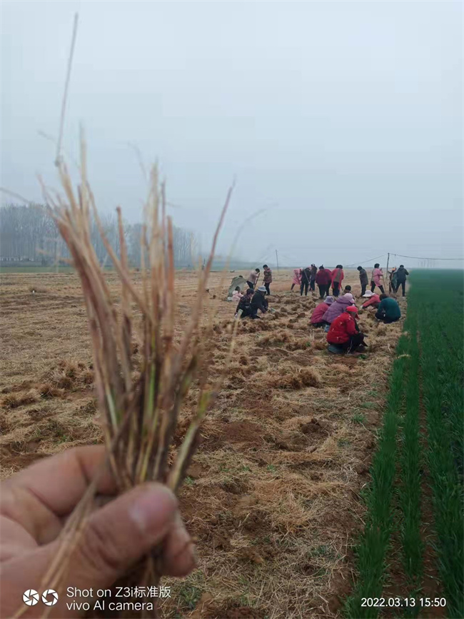 小兔子狼尾草地苗大量供应  量大价优  小兔子狼尾草裸根苗  小兔子狼尾草地栽苗