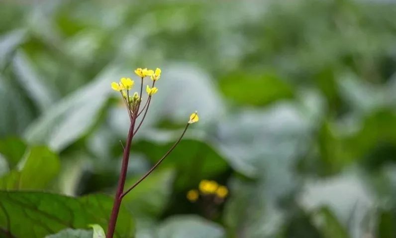 武汉地理标志农产品洪山菜苔基地传统农法种植