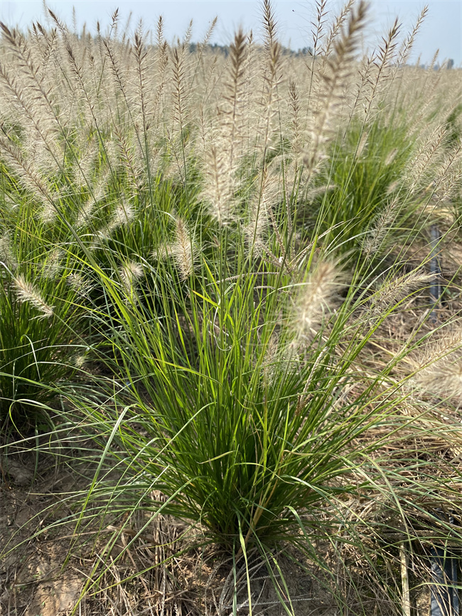 小兔子狼尾草地苗种植基地  品种齐全  小兔子狼尾草地栽苗  小兔子狼尾草裸根苗