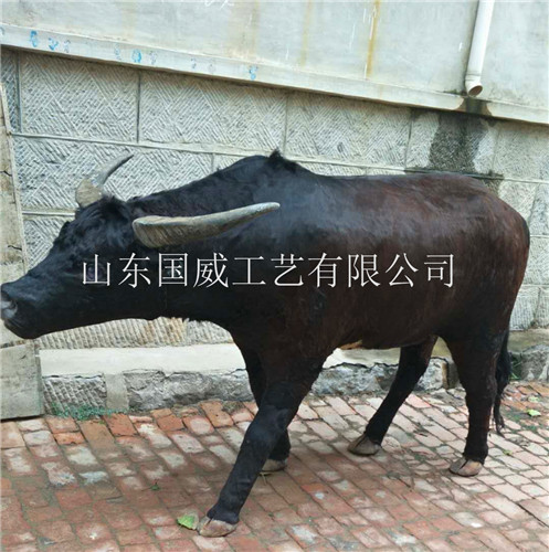 仿真水牛模型生态展厅布景展示仿真水牛标本  仿真水牛展厅