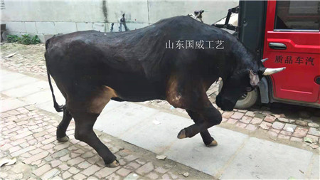 仿真水牛模型生态展厅布景展示仿真水牛标本  仿真水牛展厅