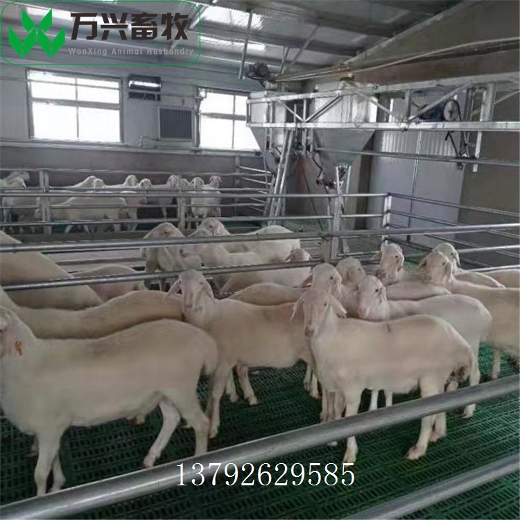 供应万兴畜牧羊舍羊场用塑料羊屎板 规格1000mm×500m  羊场用漏屎地板  抗老化羊床
