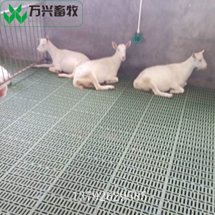 供应万兴畜牧羊舍羊场养羊漏缝地板 规格600mm×600mm  塑料羊圈地板  塑料羊床安装