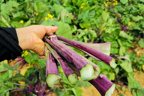湖北新鲜洪山菜苔采摘荤素搭配人人都爱吃