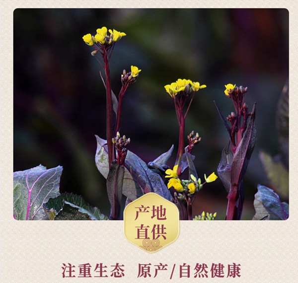 武汉地理标志农产品洪山菜苔基地传统农法种植
