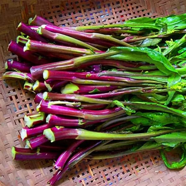 湖北特产洪山菜苔的特别之处、健康新鲜品质保障