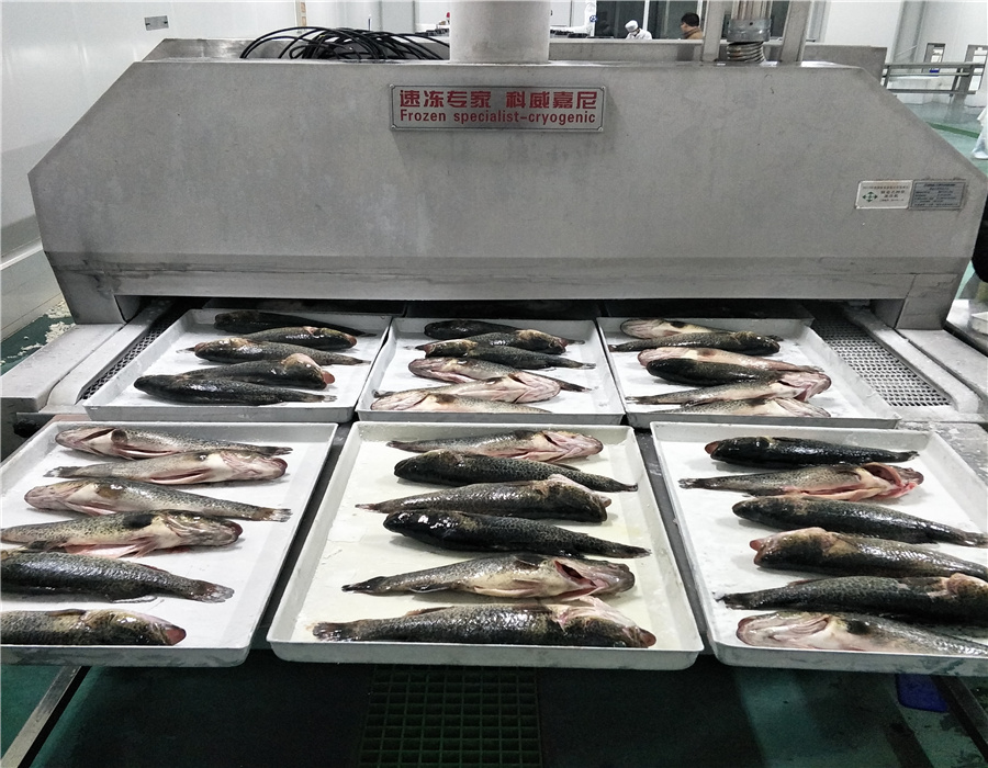 科威嘉尼液氮速冻沙丁鱼水产海鲜肉制品速冻设备  液氮速冻机  液氮低温设备  隧道式液氮速冻机