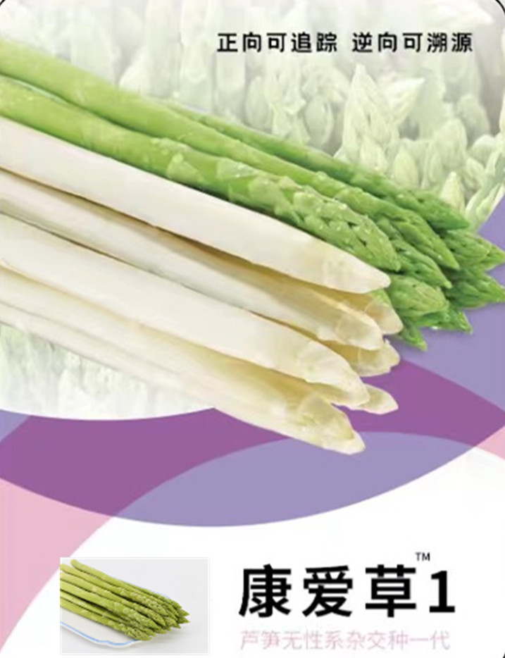 山东巨鑫源康爱草芦笋种子  杂交一代芦笋种子  芦笋种子厂家  高产抗病新品种