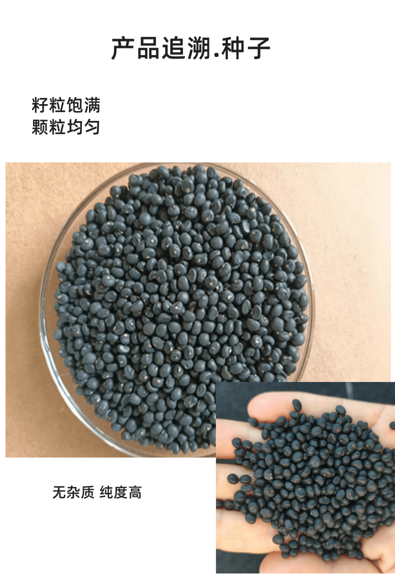 山东巨鑫源康爱草芦笋种子  杂交一代芦笋种子  芦笋种子厂家  高产抗病新品种