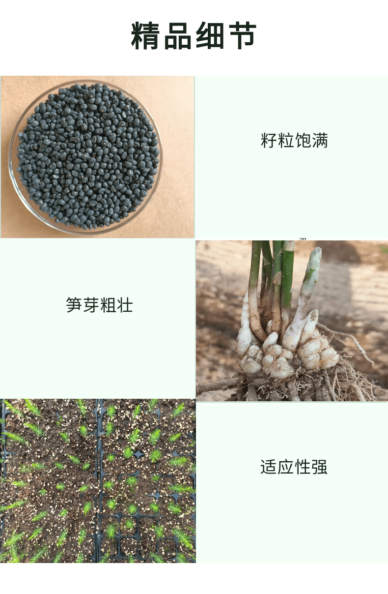 巨鑫源康爱草2芦笋种子  无性系新品种  芦笋种子批发  杂交一代高产