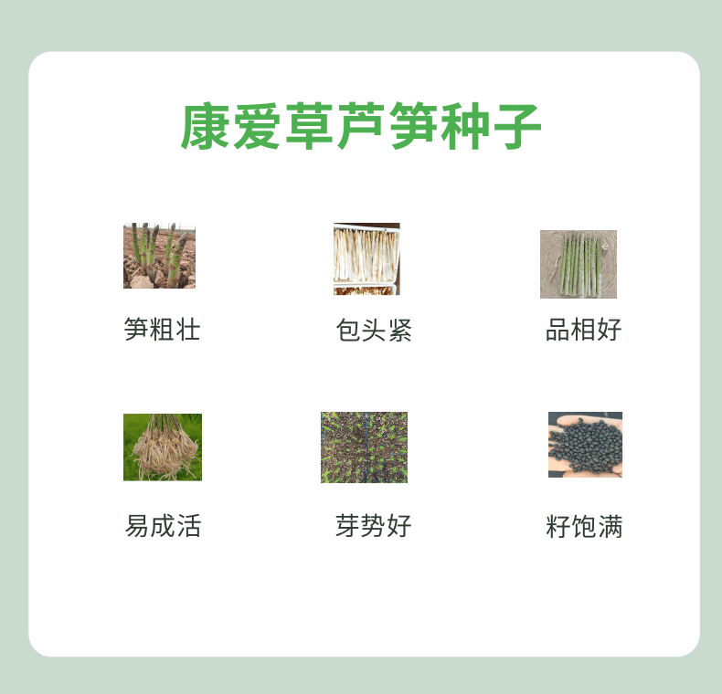 巨鑫源康爱草2芦笋种子  无性系新品种  芦笋种子批发  杂交一代高产