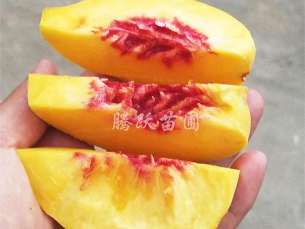 山东黄桃苗批发基地哪家好