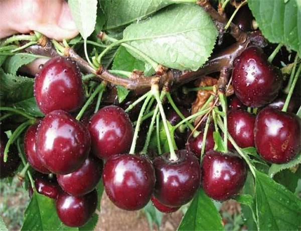 泰安车厘子樱桃苗种植价格