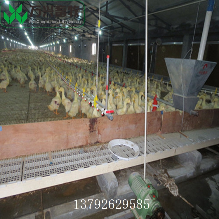 供应万兴畜牧鸡鸭鹅舍鸡用塑料漏粪地板  蛋鸡漏粪地板  鸭用漏屎板