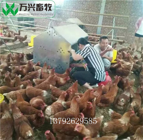 供应万兴畜牧母鸡产蛋窝 蛋鸡产蛋箱 鸭蛋窝类型