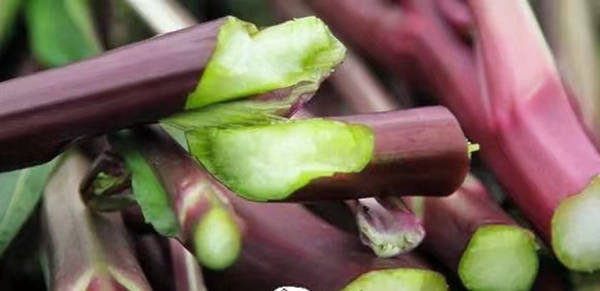 湖北名菜洪山菜苔充满故事种植食用历史悠久
