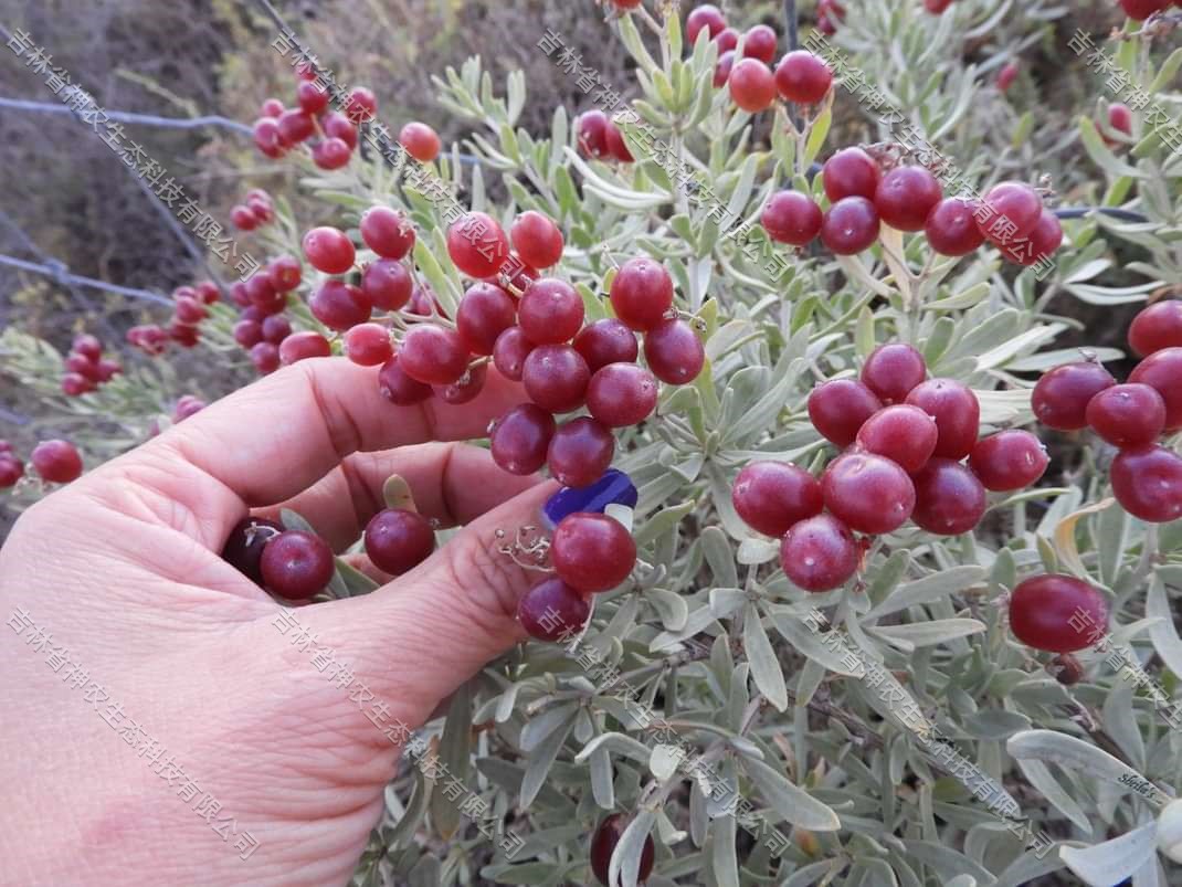 大量批发1年生白刺苗子，吉林大型白刺果成林基地  长期批发白刺