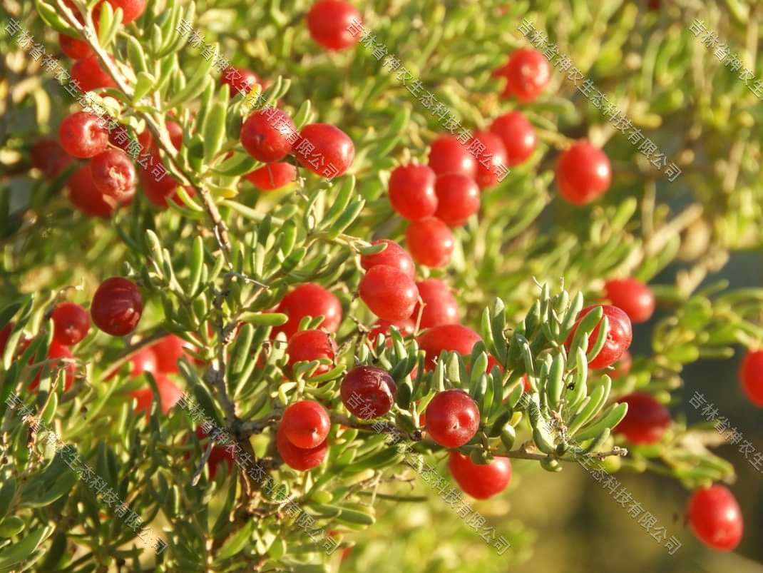 大量批发2年生白刺苗子，吉林白刺种子供应商  供应40厘米白刺苗子