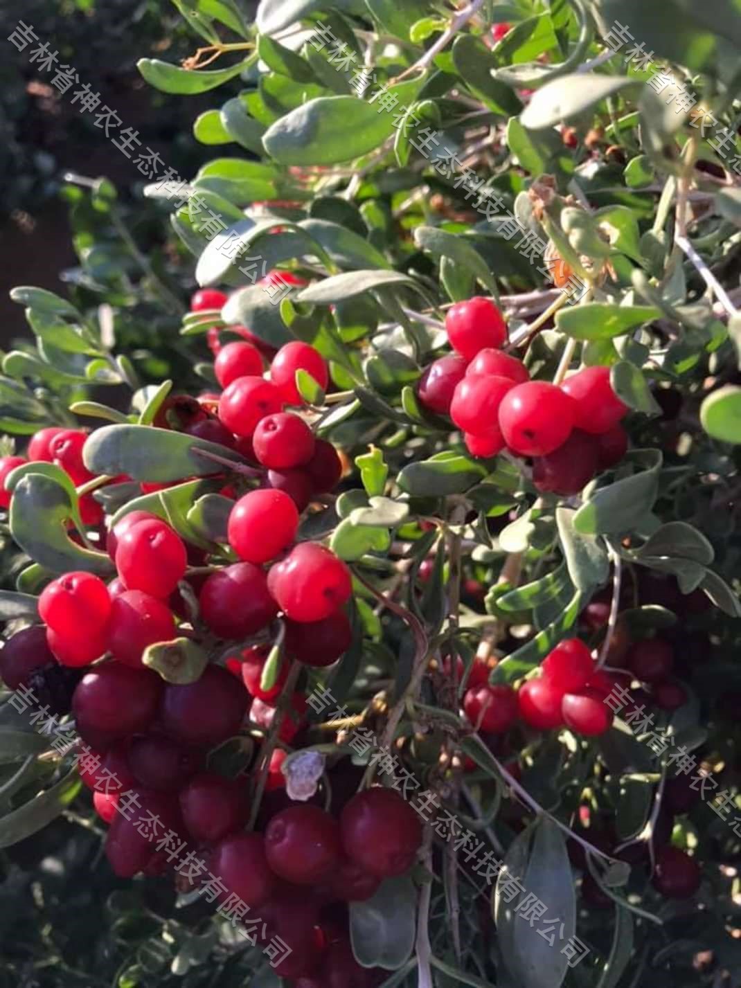 耐盐碱白刺苗批发 耐干旱白刺苗批发 工程绿化白刺苗批发