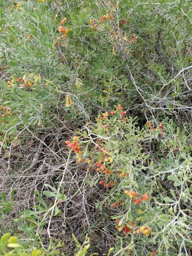 大量批发绿化用白刺苗 白刺种苗繁育基地  20公分高白刺苗子