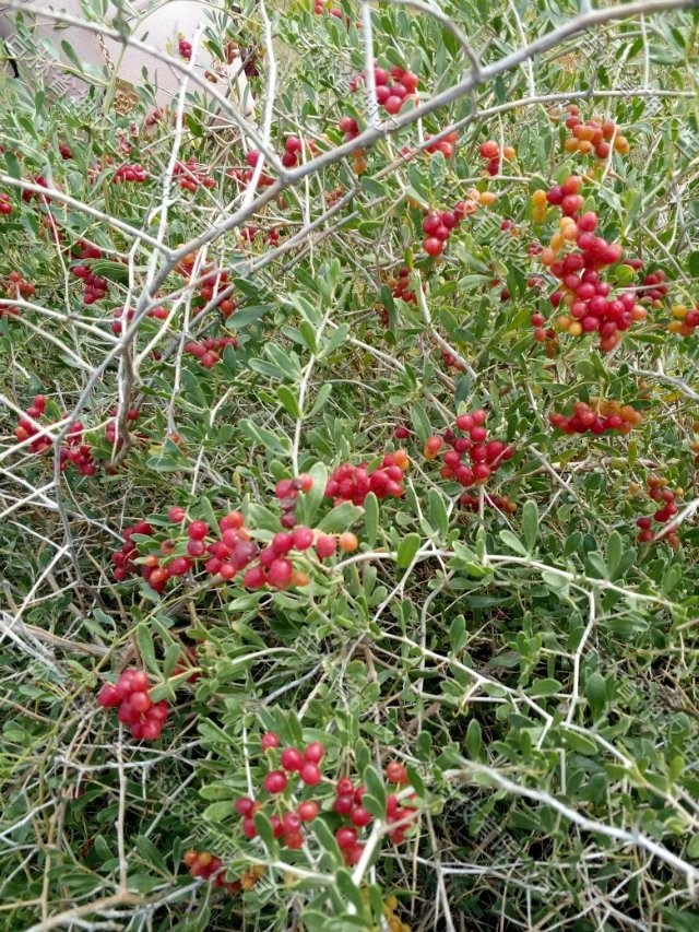 大量批发绿化用白刺苗 白刺种苗繁育基地  20公分高白刺苗子