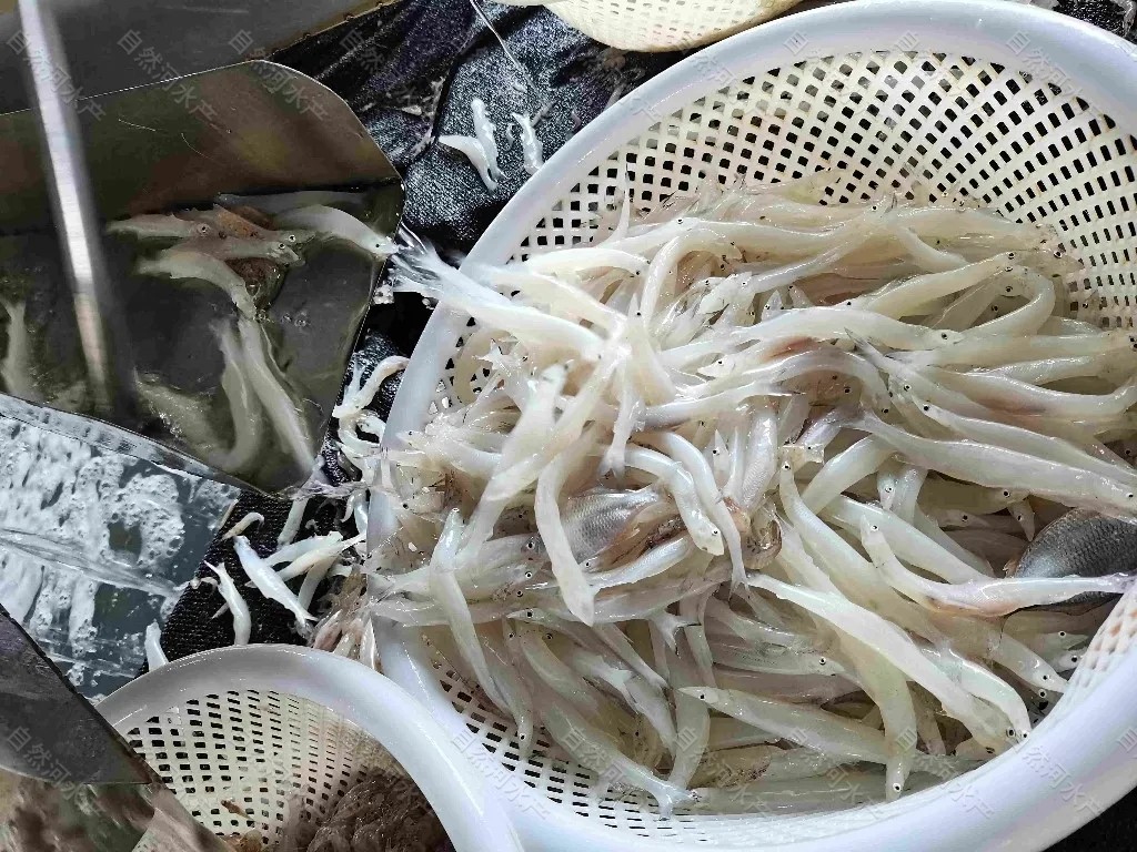 大量批发供应银鱼卵，黑龙江银鱼人工繁殖基地  银鱼卵原产地批发