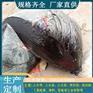 PVC聚氯乙烯胶泥 水泥混凝土伸缩缝灌注用 现货供应
