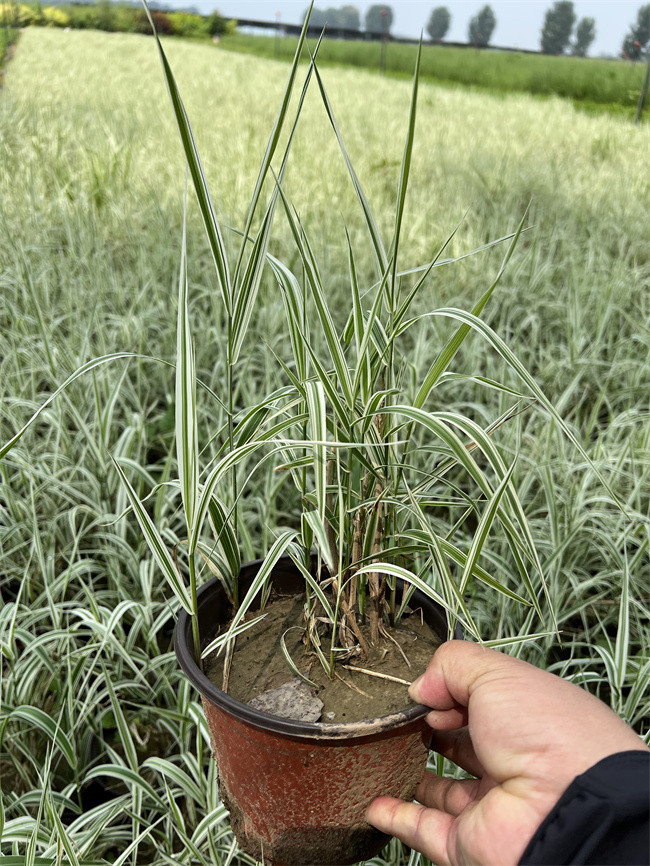 北京玉带草杯苗-货源充足，当天发货！  玉带草营养杯苗