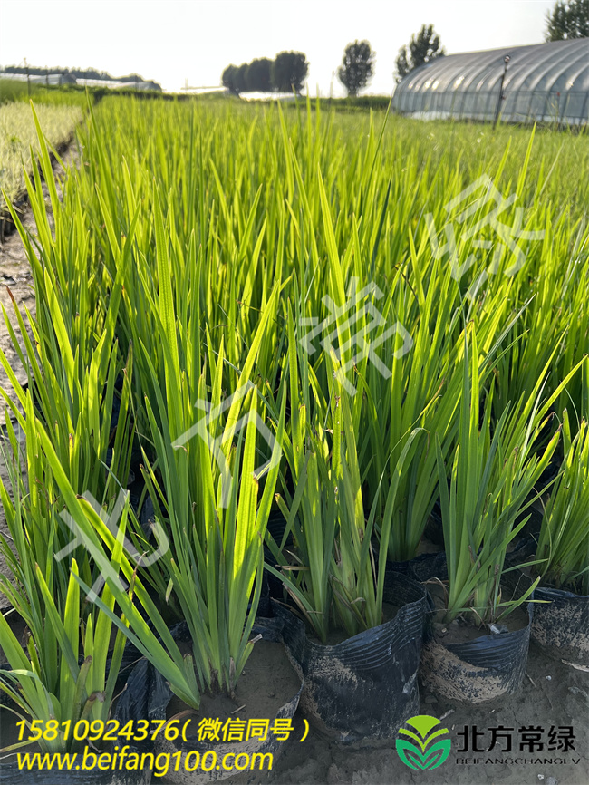 北京大型黄菖蒲基地  常年种植黄菖蒲小苗  北京黄菖蒲  黄菖蒲杯苗