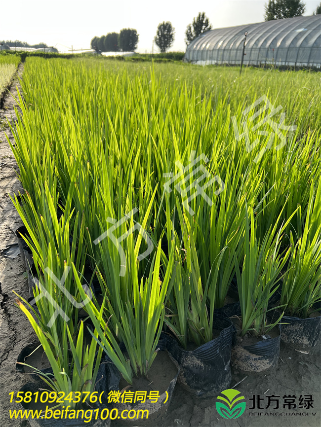 黄菖蒲营养杯苗基地供应北京本地苗  黄菖蒲基地  黄菖蒲厂家