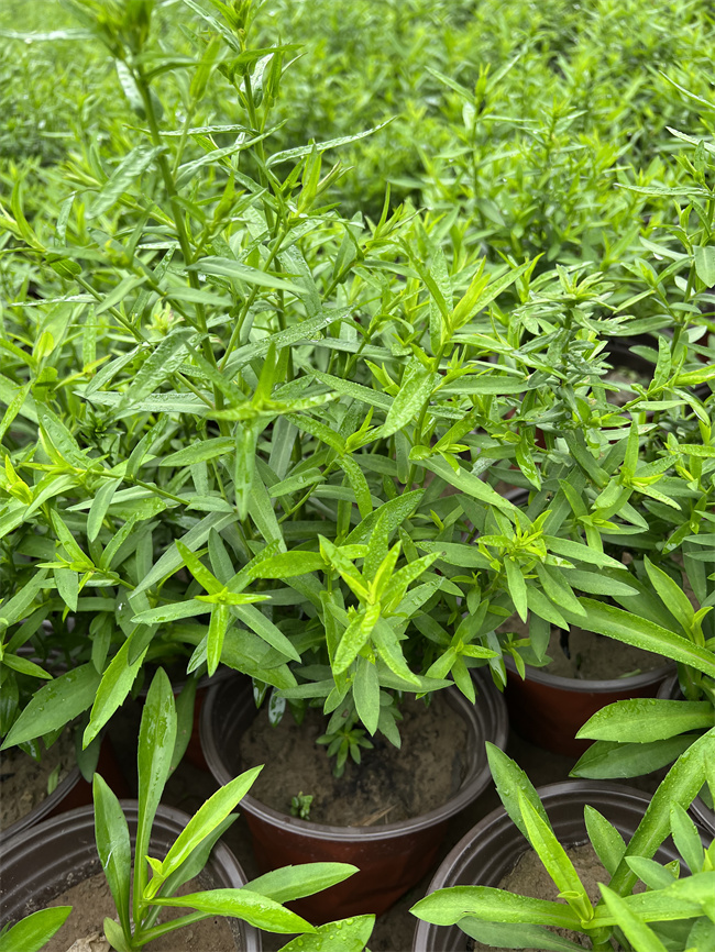 北京荷兰菊小苗基地供应产地货源  荷兰菊基地