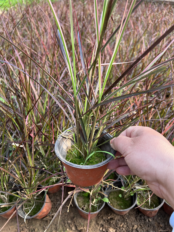 北京火焰狼尾草供应基地  北京本地苗  火焰狼尾草基地