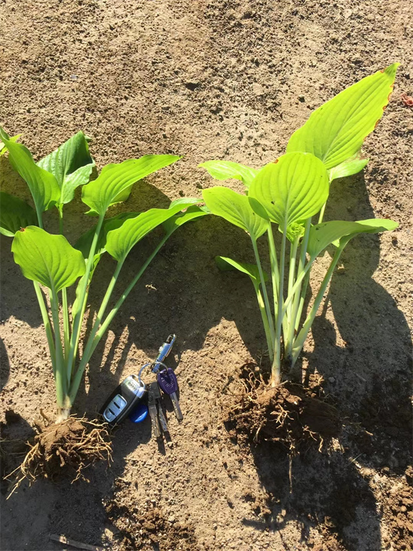 北京白玉簪种植基地  白玉簪量大价优  白玉簪厂家