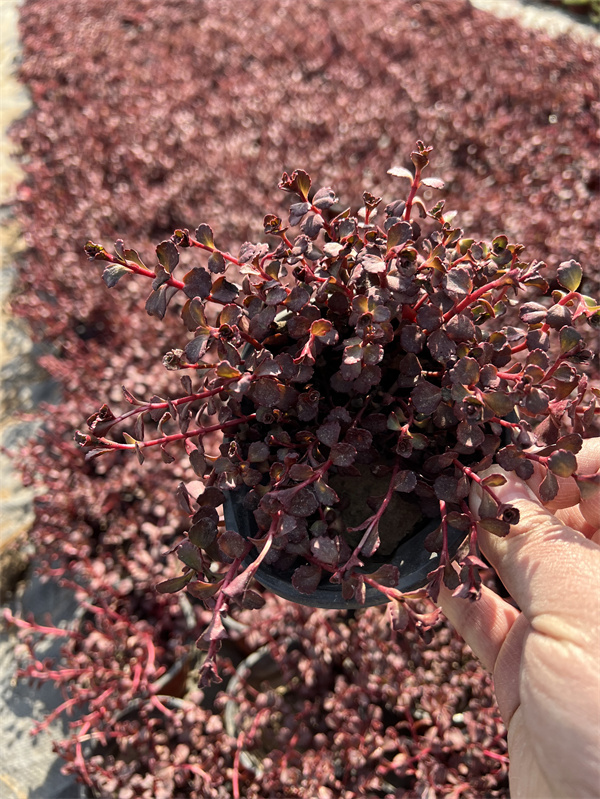 北方胭脂红景天基地批发  量大价优  胭脂红景天杯苗  胭脂红景天小苗