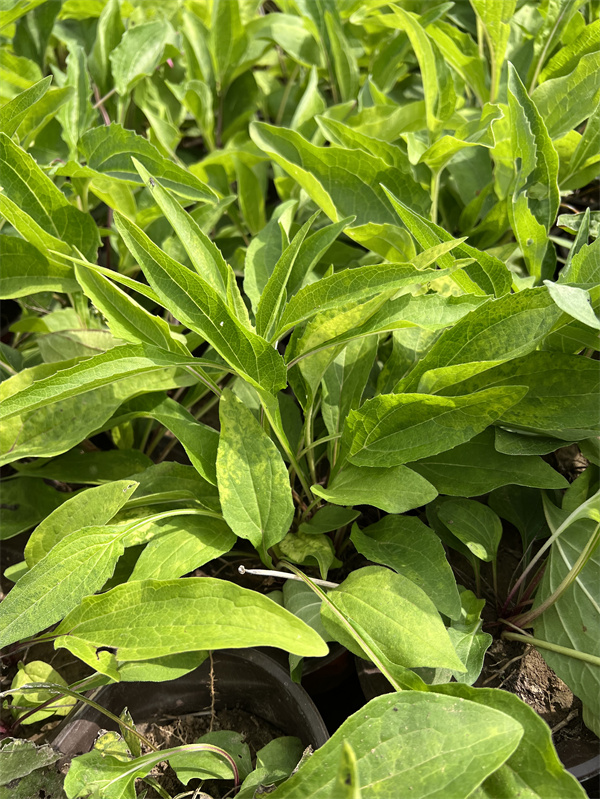 松果菊盆栽苗种植基地  量大价低  松果菊种植基地  松果菊基地