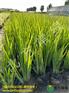 北京大型黄菖蒲基地  常年种植黄菖蒲小苗