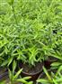 荷兰菊杯苗 北京荷兰菊批发厂家