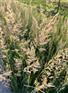 优质卡尔拂子茅基地直供   拂子茅种植基地
