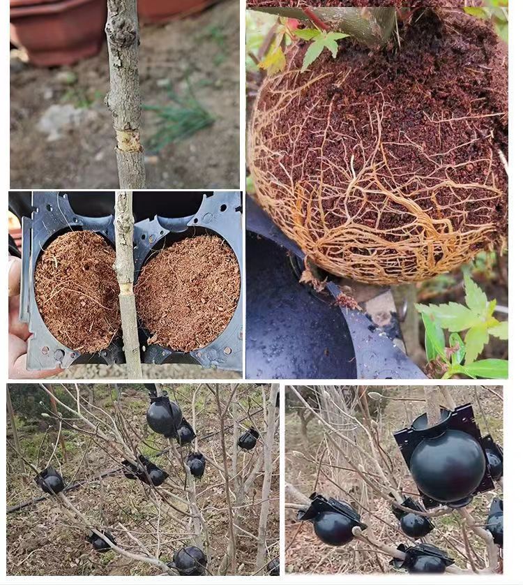植物高压繁殖盒树木嫁接无性繁殖生殖器高植物繁殖球  树木繁殖生殖器