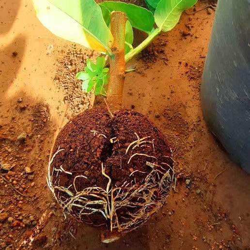 植物高压繁殖盒  PP环保材质  可重复使用  拆卸方便，方便浇水