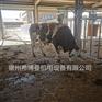 内蒙古赤峰畜牧业电动肉牛种牛按摩毛刷-奶牛刷