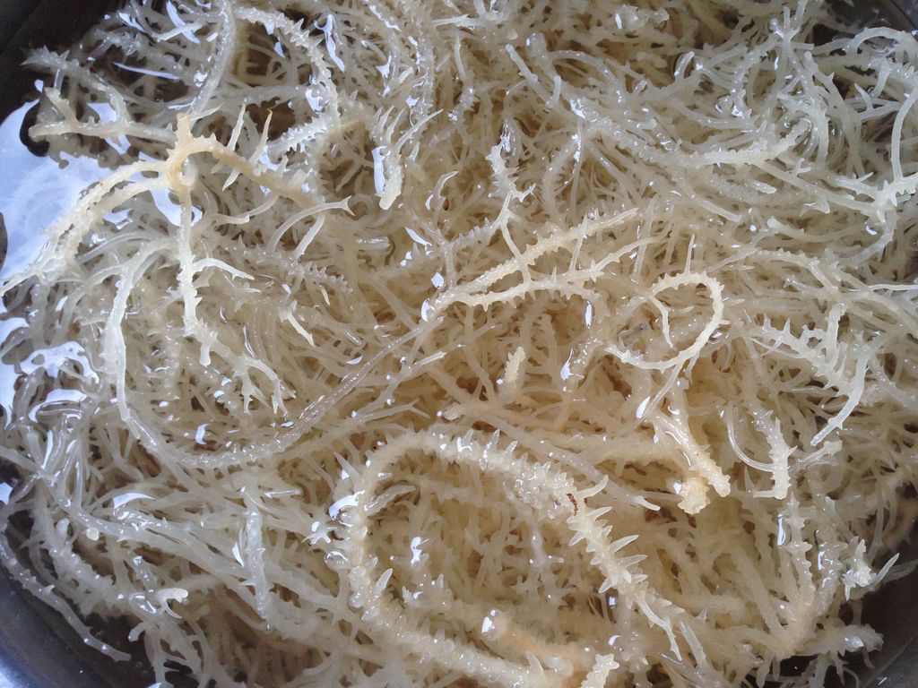 进口麒麟菜需要哪些单证？&nbsp;&nbsp;进口麒麟菜清关&nbsp;&nbsp;怎样进口麒麟菜&nbsp;&nbsp;代理报关清关