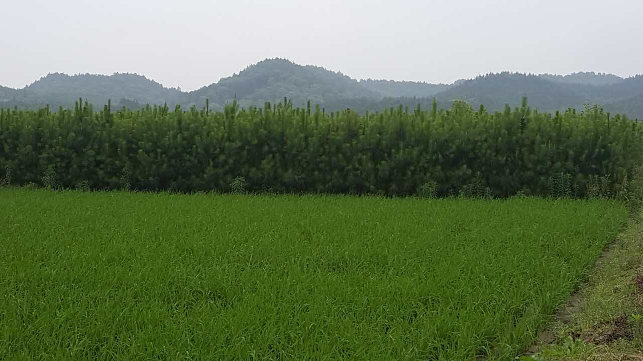 1公分湿地松2公分湿地松3公分湿地松