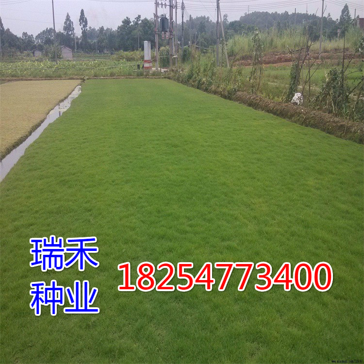 草籽怎么种草坪种子上